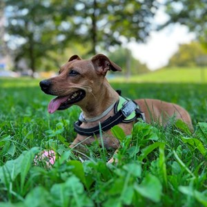 Boarding dog in Budapest pet sitting request