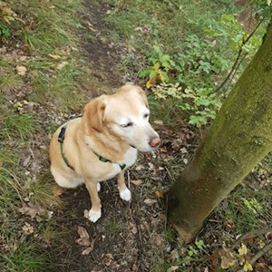 Kutyasétáltatás kutya -ban Budapest kisállatszitting kérés