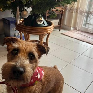 Boarding dog in Budapest pet sitting request