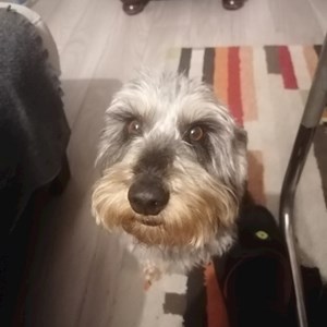 Szállás kutya -ban Budapest kisállatszitting kérés