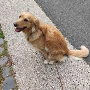 Kutyasétáltatás kutya -ban Budapest kisállatszitting kérés