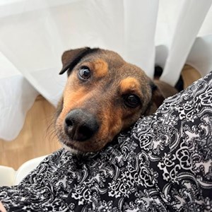 Szállás kutya -ban Budapest kisállatszitting kérés