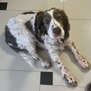 Szállás kutya -ban Budapest kisállatszitting kérés