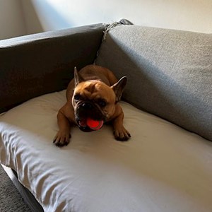 Boarding dog in Budapest pet sitting request