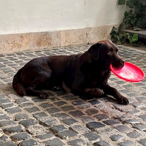 Szállás kutya -ban Budapest kisállatszitting kérés